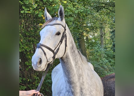 Irish sport horse, Merrie, 7 Jaar, 162 cm, Appelschimmel