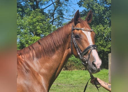 Irish sport horse, Merrie, 7 Jaar, 165 cm, Donkere-vos