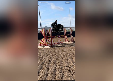 Irish sport horse, Merrie, 7 Jaar, 165 cm, Zwart