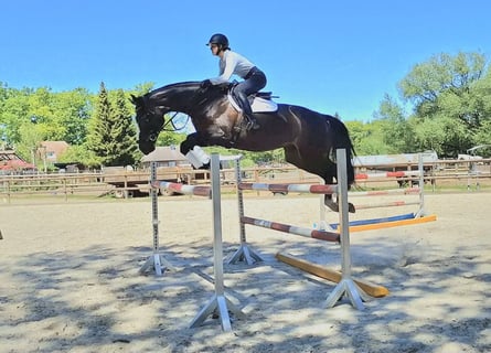 Irish sport horse, Merrie, 8 Jaar, 174 cm, Zwartbruin