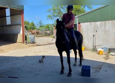 Irish sport horse Mix, Merrie, 9 Jaar, 163 cm, Donkerbruin