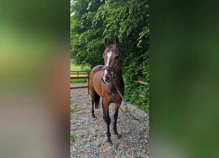 Irish sport horse, Merrie, 9 Jaar, 163 cm, Donkerbruin