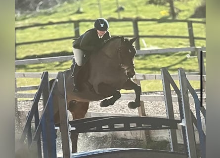 Irish sport horse, Merrie, 9 Jaar, 163 cm, Roodbruin