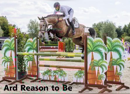 Irish sport horse, Merrie, Veulen (05/2025), 166 cm, Roodbruin