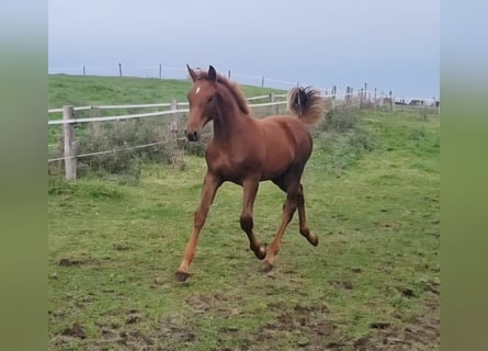 Irish sport horse, Merrie, Veulen (04/2025), 169 cm, Donkere-vos