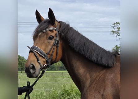 Irish sport horse Mix, Ruin, 10 Jaar, 165 cm, Bruin