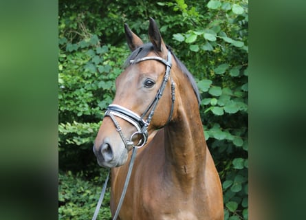 Irish sport horse, Ruin, 10 Jaar, 168 cm, Bruin