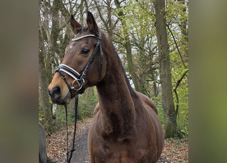 Irish sport horse Mix, Ruin, 12 Jaar, 165 cm, Bruin