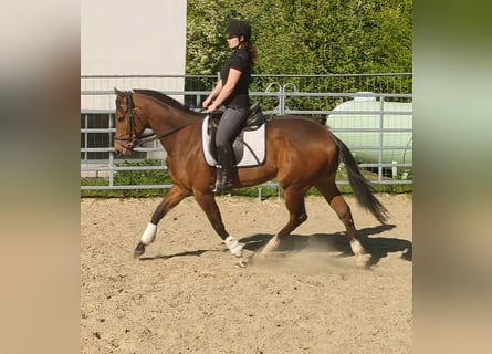 Irish sport horse, Ruin, 3 Jaar, 165 cm, Bruin