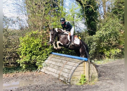 Irish sport horse, Ruin, 4 Jaar, 148 cm, Gevlekt-paard