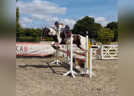 Irish sport horse Mix, Ruin, 4 Jaar, 153 cm, Gevlekt-paard