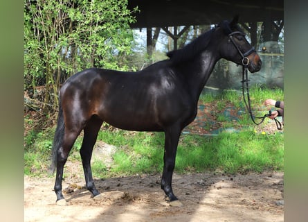 Irish sport horse Mix, Ruin, 4 Jaar, 162 cm, Zwart