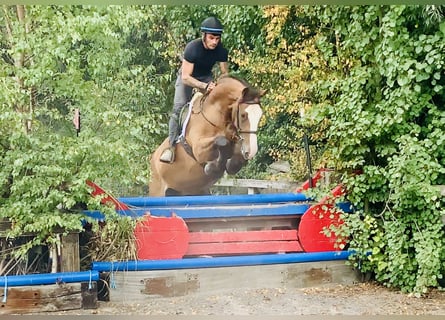 Irish sport horse, Ruin, 4 Jaar, 168 cm, Bruin