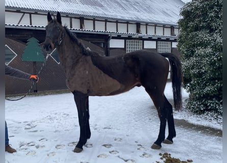 Irish sport horse, Ruin, 4 Jaar, 168 cm, Zwart