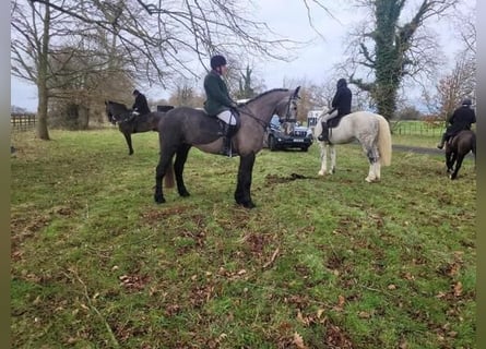 Irish sport horse Mix, Ruin, 4 Jaar, 170 cm, Schimmel