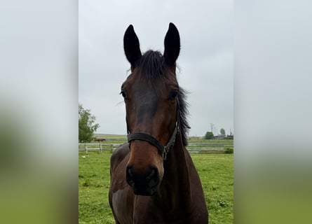 Irish sport horse, Ruin, 4 Jaar, 170 cm, Zwart
