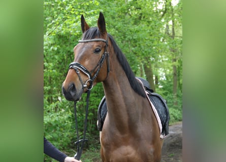 Irish sport horse, Ruin, 5 Jaar, 160 cm, Brauner