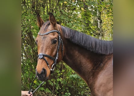 Irish sport horse, Ruin, 5 Jaar, 160 cm, Bruin