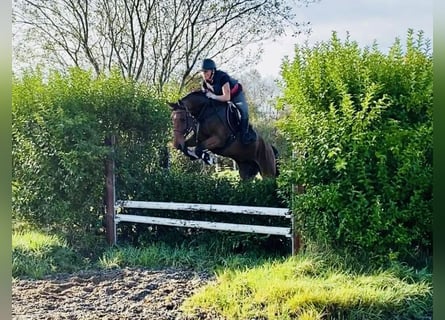 Irish sport horse, Ruin, 5 Jaar, 165 cm, Roodbruin