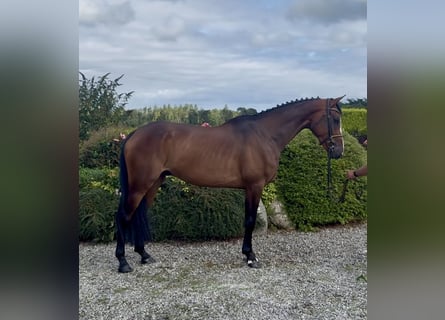 Irish sport horse, Ruin, 5 Jaar, 166 cm, Roodbruin