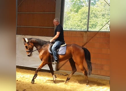 Irish sport horse, Ruin, 5 Jaar, 168 cm, Brauner