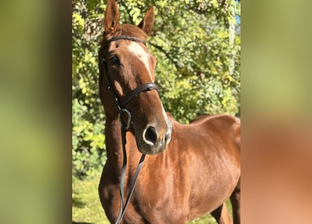 Irish sport horse, Ruin, 5 Jaar, 173 cm, Vos