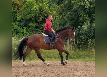 Irish sport horse, Ruin, 5 Jaar, 178 cm, Bruin