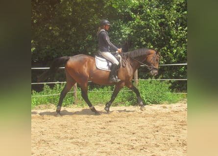 Irish sport horse, Ruin, 6 Jaar, 158 cm, Bruin
