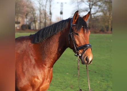 Irish sport horse Mix, Ruin, 6 Jaar, 164 cm, Bruin