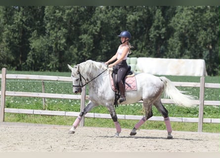 Irish sport horse, Ruin, 6 Jaar, 165 cm, Blauwschimmel