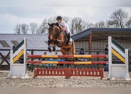 Irish sport horse, Ruin, 6 Jaar, 165 cm, Donkerbruin