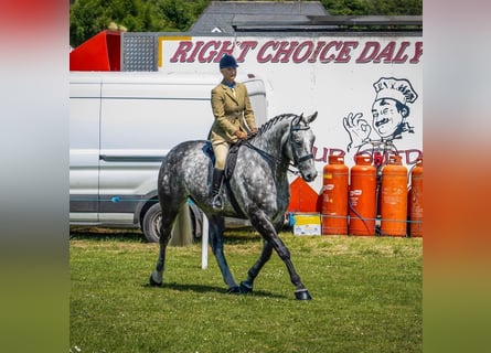 Irish sport horse, Ruin, 6 Jaar, Appelschimmel