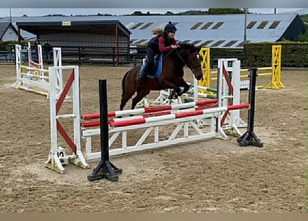 Irish sport horse, Ruin, 7 Jaar, 148 cm, Roodbruin
