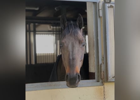 Irish sport horse, Ruin, 7 Jaar, 167 cm, Donkerbruin
