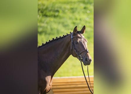 Irish sport horse, Ruin, 7 Jaar, 168 cm, Donkerbruin