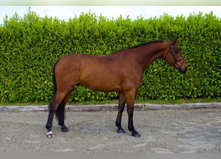 Irish sport horse, Ruin, 8 Jaar, Bruin