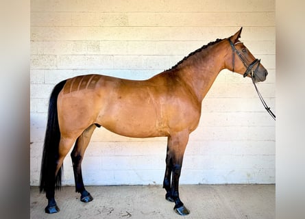 Irish sport horse, Ruin, 9 Jaar, 173 cm, Roodbruin