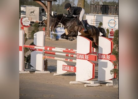 Irish sport horse, Ruin, 9 Jaar, Zwart