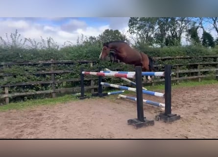 Irish Sport Horse, Stute, 10 Jahre, 128 cm, Rotbrauner