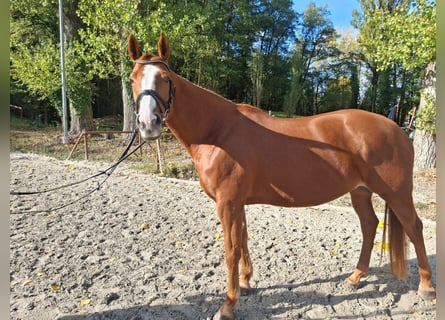 Irish Sport Horse, Stute, 10 Jahre, 165 cm, Fuchs