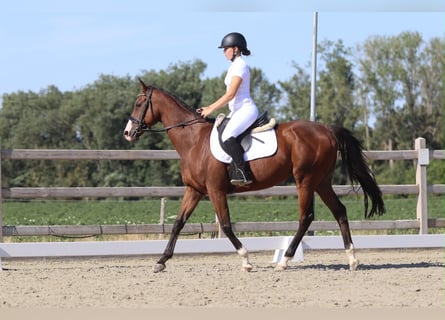 Irish Sport Horse, Stute, 11 Jahre, 160 cm, Brauner