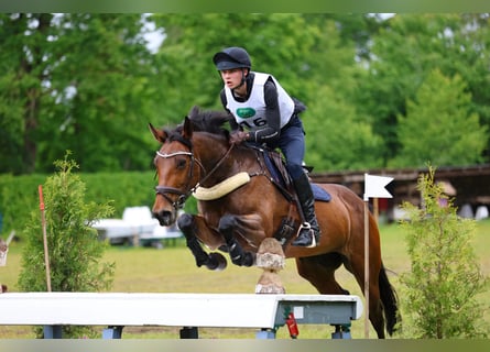 Irish Sport Horse, Stute, 11 Jahre, 166 cm, Brauner