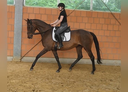 Irish Sport Horse, Stute, 12 Jahre, 165 cm, Brauner