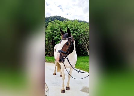 Irish Sport Horse, Stute, 12 Jahre, 165 cm, Schecke