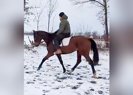 Irish Sport Horse, Stute, 12 Jahre, 166 cm, Brauner