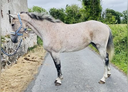 Irish Sport Horse, Stute, 13 Jahre, 160 cm, Schimmel