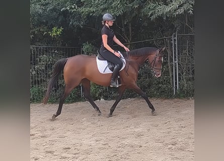 Irish Sport Horse, Stute, 13 Jahre, 162 cm, Brauner