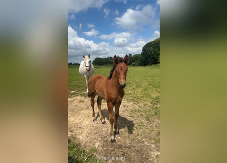 Irish Sport Horse, Stute, 13 Jahre, 163 cm, Schimmel
