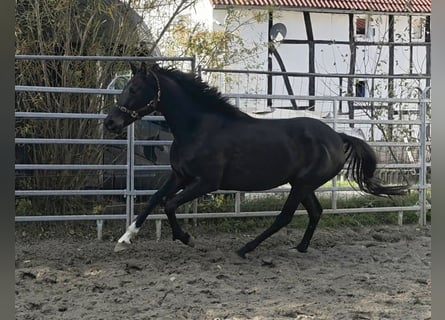 Irish Sport Horse, Stute, 13 Jahre, 165 cm, Rappe