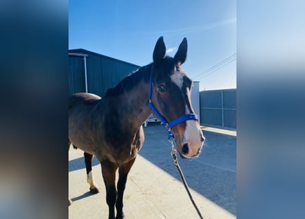 Irish Sport Horse, Stute, 13 Jahre, 175 cm, Rotbrauner